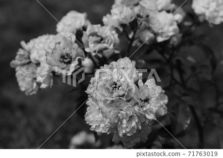 Rose buds in the garden black and white photo. 71763019