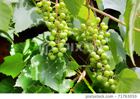 Ripe grapes. Harvest the young wine. The background of green grapes. Ripe grapes. Harvest the young wine. The background of green grapes. 71763050