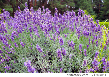 Flowers in the lavender fields in the summer. Flowers in the lavender fields in the summer. 71763051