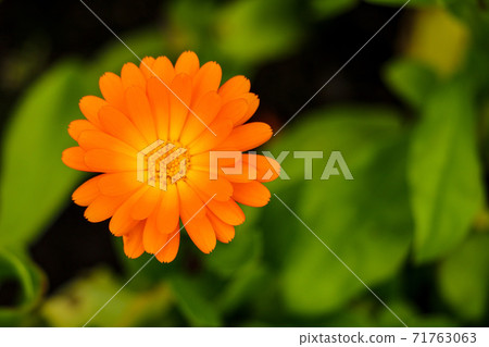 Common or Pot Marigold, Calendula officinalis, flower macro with soft edges, selective focus, 71763063