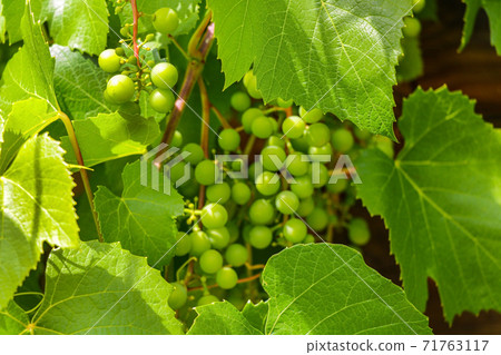 cluster of green not mature grapes on a branch. Green bunch. cluster of green not mature grapes on a branch. Green bunch. 71763117