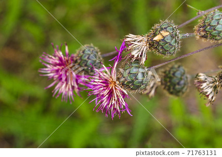 Spear thistle Cirsium vulgare asteraceae, nature. 71763131