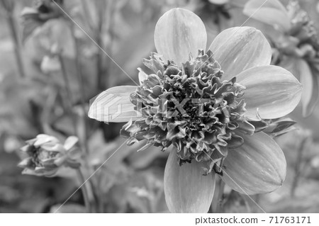 common zinnia buds in the garden black and white photo. 71763171