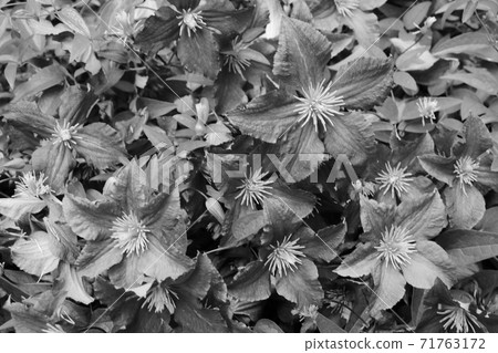 Rose buds in the garden black and white photo. 71763172