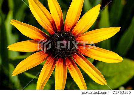 A Black-eyed Susan. Rudbeckia hirta flower in the midst. 71763190