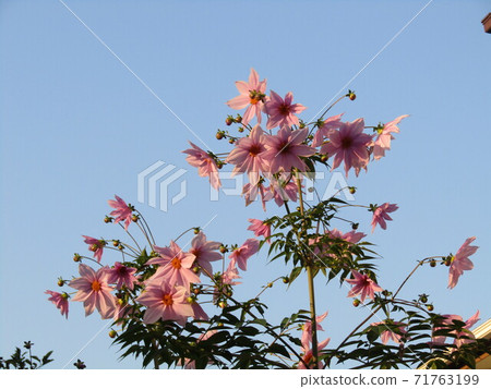 聳立在藍天桃子開花的Coty daria 聳立在藍天桃子開花的Coty daria 71763199