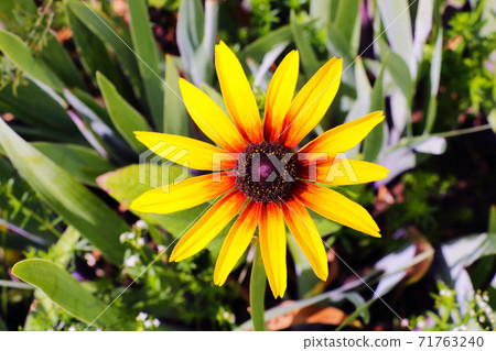 A Black-eyed Susan. Rudbeckia hirta flower in the midst. 71763240