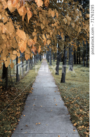 Path in autumn park. Yellow leaves of trees 71763295
