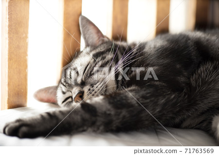 American Shorthair taking a nap American Shorthair taking a nap 71763569