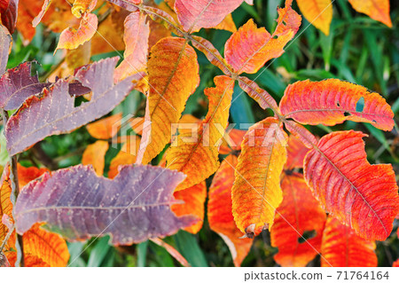 Bright autumn leaves of Rhus chinensis 71764164