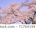 Sakura and sky 71764194