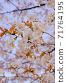 Cherry tree in full bloom  71764195
