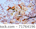 Cherry tree in full bloom  71764196