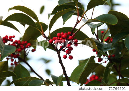 Pyracantha 03 Pyracantha 03 71764201