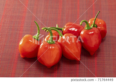 Habanero, a bright red spicy pepper with a red background Habanero, a bright red spicy pepper with a red background 71764449