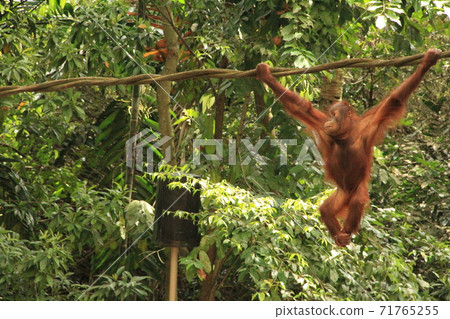 Orangutan children crossing the rope 71765255
