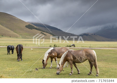 horses in mountain landscape near Castelluccio village in National Park Monte Sibillini, Umbria region, Italy horses in mountain landscape near Castelluccio village in National Park Monte Sibillini, Umbria region, Italy 71765844