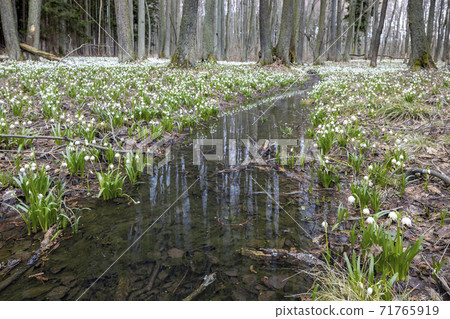 early spring forest with spring snowflake, Vysocina, Czech Repubic 71765919