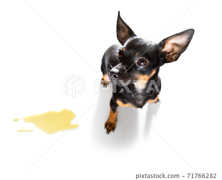 dog pee owner at home dog pee owner at home 71766282