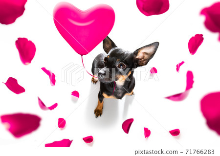 happy valentines dog happy valentines dog 71766283
