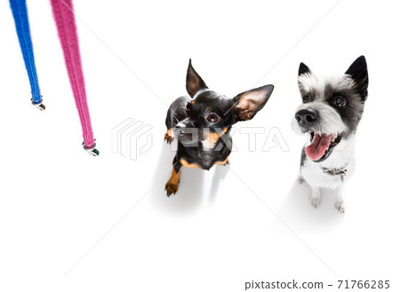 dog with leash waiting for a walk dog with leash waiting for a walk 71766285