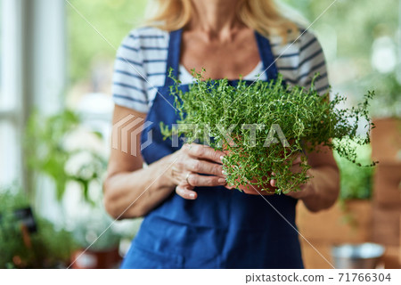 Close up view of spicy herb growing in pot Close up view of spicy herb growing in pot 71766304