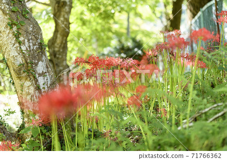 Autumn equinoctial week, cluster amaryllis Autumn equinoctial week, cluster amaryllis 71766362