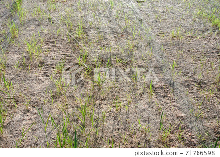 IPOH, MALAYSIA - MARCH 16, 2020: Permanent slope protection using the close turfing method to prevent erosion. The selected type of grass used for the method. The grass also stabilizes the slope struc IPOH, MALAYSIA - MARCH 16, 2020: Permanent slope protection using the close turfing method to prevent erosion. The selected type of grass used for the method. The grass also stabilizes the slope struc 71766598