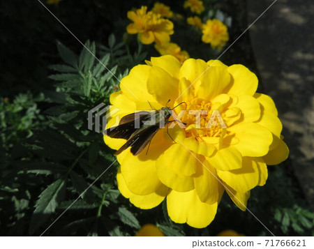 Butterfly sucking nectar on a yellow marigold flower 71766621