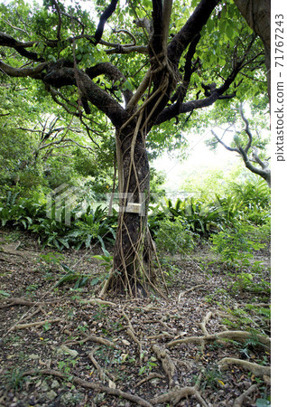 Bischofia javanic tree Bischofia javanic tree 71767243