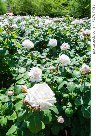 倫敦攝政公園的玫瑰盛開 倫敦攝政公園的玫瑰盛開 71767459
