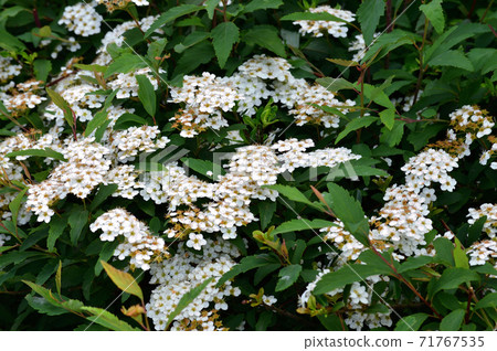 Photograph of a plant presumed to be Kodemari... - Stock Photo