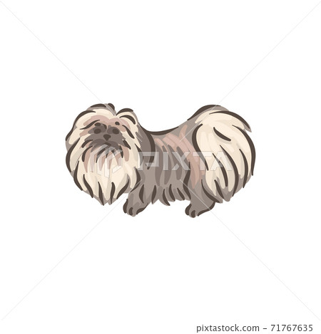 Cute dog Pekinese breed pedigree vector illustration  71767635