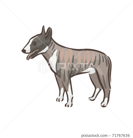 Cute dog breed Bull Terrier pedigree vector illustration  71767636