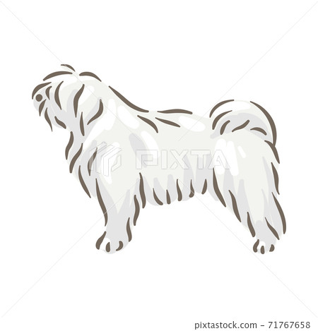Cute dog Puli breed pedigree vector illustration  71767658