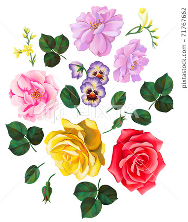 Bright floral set isolated on white. Bloom flower heads. Opulent pink red yellow roses collection. Decorative flower elements for prints, card, poster, banner, wrapper, surface. 71767662