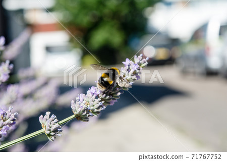 Bumblebees staying in lavender and collecting nectar Bumblebees staying in lavender and collecting nectar 71767752