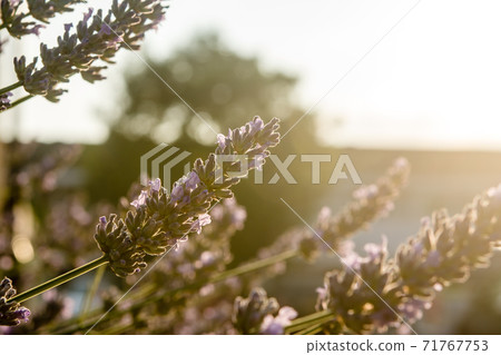 紫色的薰衣草花在夕陽下沐浴 紫色的薰衣草花在夕陽下沐浴 71767753