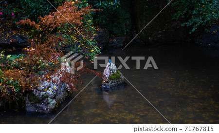 Kingfisher in Hamamatsu Castle Garden Pond Kingfisher in Hamamatsu Castle Garden Pond 71767815