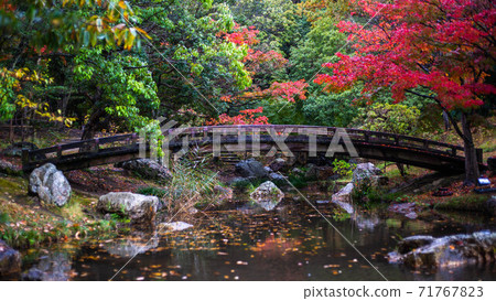 Hamamatsu Castle Garden Pond Autumn Leaves 71767823