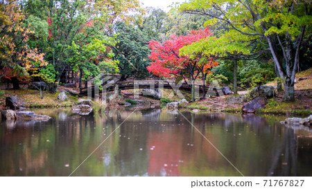 濱松城花園池塘秋葉 71767827