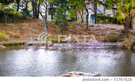 濱松城花園池塘白鷺 71767828
