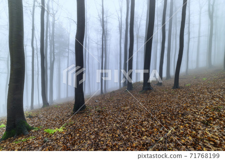 Autumn beech forest 71768199