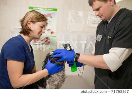 Veterinary, ophthalmologists examine the injured eye of a dog and measure the pressure with a tonometer in a veterinary clinic 71768357
