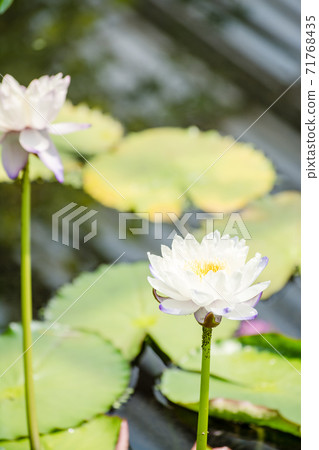在倫敦郊區的球桿花園裡，在燦爛的陽光下散發出海草的花 71768435