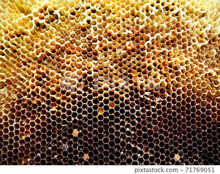 Background hexagon texture, wax honeycomb from a bee hive 71769051