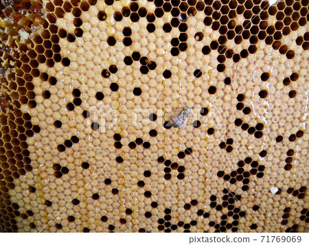 Background hexagon texture, wax honeycomb from a bee hive Background hexagon texture, wax honeycomb from a bee hive 71769069