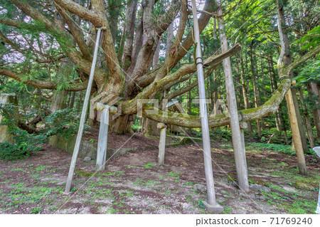 Summer view of 1200 year old cedar tree, the oldest in Ishikawa Prefecture, at Gojudanimachi Hachiman Shinto shrine near Kanazawa, Japan. The tree's branches are supported by wooden crutches. Summer view of 1200 year old cedar tree, the oldest in Ishikawa Prefecture, at Gojudanimachi Hachiman Shinto shrine near Kanazawa, Japan. The tree's branches are supported by wooden crutches. 71769240