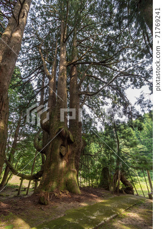 Summer view of 1200 year old cedar tree, the oldest in Ishikawa Prefecture, at Gojudanimachi Hachiman Shinto shrine near Kanazawa, Japan. Summer view of 1200 year old cedar tree, the oldest in Ishikawa Prefecture, at Gojudanimachi Hachiman Shinto shrine near Kanazawa, Japan. 71769241