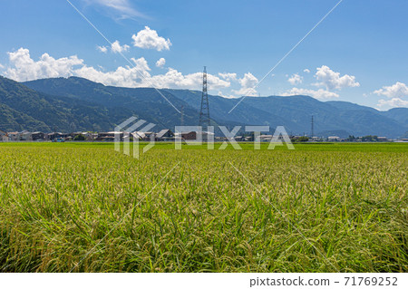 Summer view of countryside rice paddy field, ready for harvesting, with pylon, farmhouses and mountains in background. Kanazawa, Ishikawa Prefecture, Japan. Summer view of countryside rice paddy field, ready for harvesting, with pylon, farmhouses and mountains in background. Kanazawa, Ishikawa Prefecture, Japan. 71769252